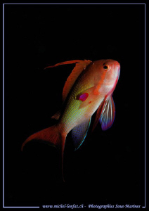 Male Swallowtail seaperch (Anthias). by Michel Lonfat 